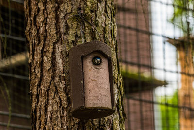 Close-up of tree trunk