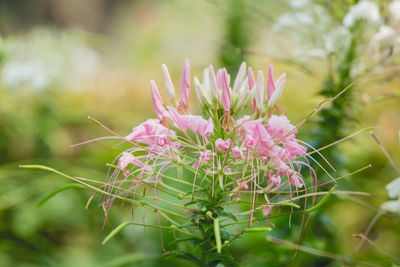 Close-up of pink flowers blooming outdoors