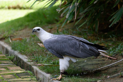 Close-up of bird perching outdoors