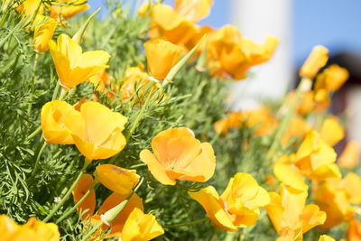 Close-up of yellow flower