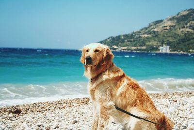 Golden retriever sitting by sea against clear sky