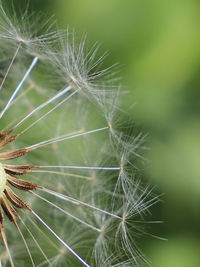 Close-up of dandelion