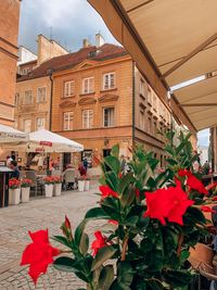 Red flowering plants on building in city