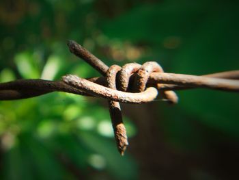 Close-up of barbed wire