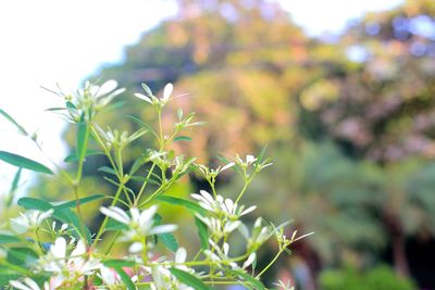 Close-up of plant