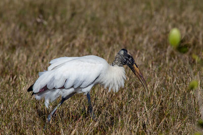 Close-up of a bird on field