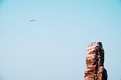 Low angle view of bird flying against clear sky