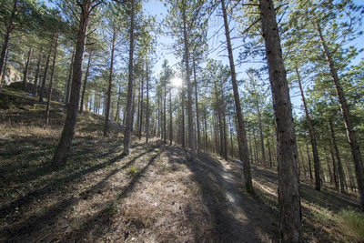 Pine trees in forest