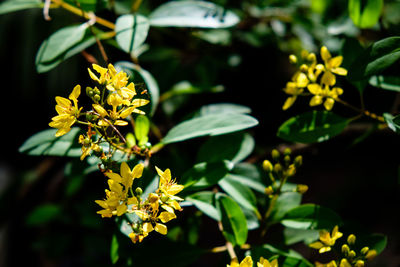 Close-up of yellow flowers blooming outdoors