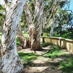 Trees in park