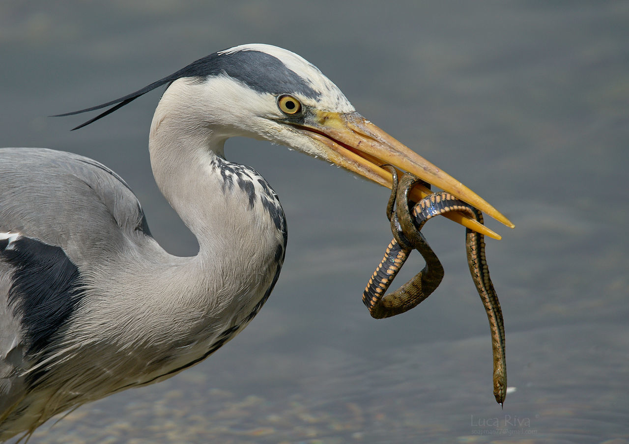 animal themes, animal, animal wildlife, wildlife, bird, beak, one animal, water, animal body part, no people, nature, heron, close-up, side view, water bird, focus on foreground, day, outdoors