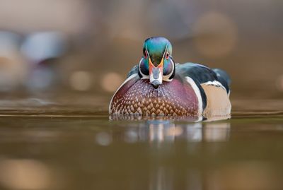 Close-up of duck swimming on lake