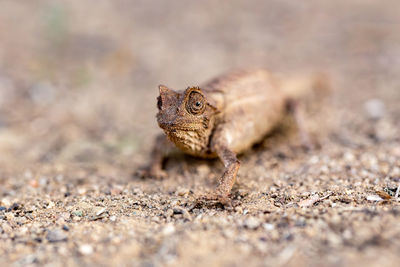 Close-up of lizard