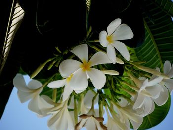 Close-up of white flowering plant