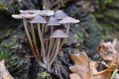 Close-up of mushrooms growing on field