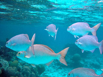 View of fish in sea