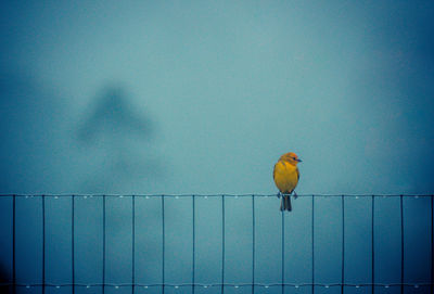 Bird perching on metal fence against blue wall