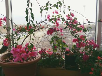 Pink flowers blooming on tree