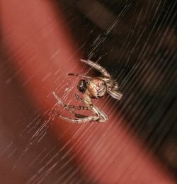 Close-up of spider