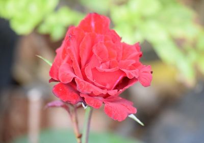 Close-up of flower blooming outdoors