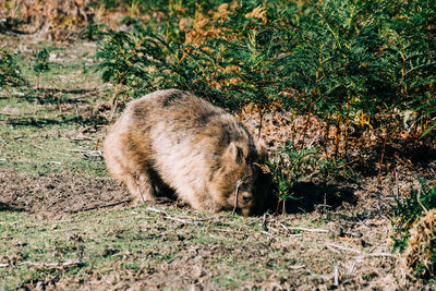 Wombat in the wild