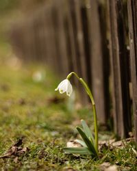 Close-up of white flowering plants on field