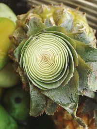 High angle view of fresh green plant