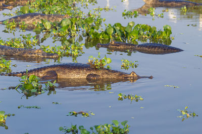 View of turtle swimming in lake