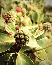 Close-up of leaves