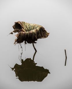 Close-up of wilted flower against white background