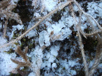 Close-up of snow on tree trunk