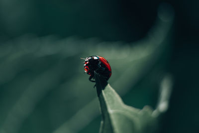 Ladybug observes the world from the top of a leaf