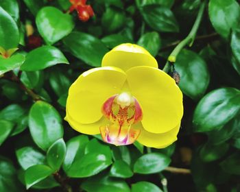 Close-up of yellow flowering plant