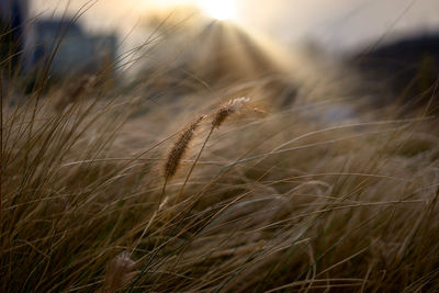 Close-up of stalks in field