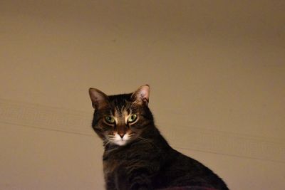 Portrait of cat against wall at home