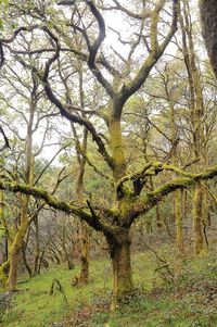 Trees growing in forest