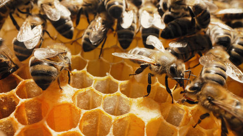 Close-up of bumblebee