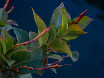 Close-up of flowering plant against blue sky