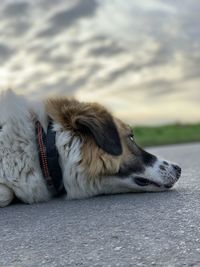 Close-up of a dog resting