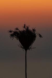 Close-up of silhouette plant against orange sky