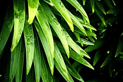 Full frame shot of green leaves