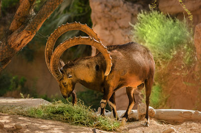 Ibex standing on field