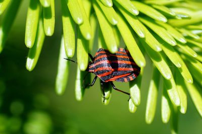 Close-up of insect on plant