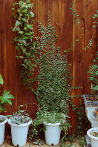 Close-up of potted plant
