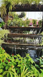 Potted plants in greenhouse