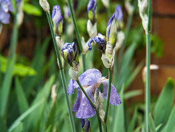 Close-up of purple flowering plant