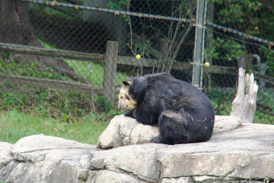 View of lion sitting on wood in zoo