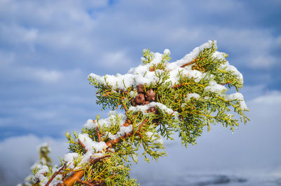 Close-up of white flowering plant against cloudy sky