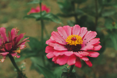 Close-up of pink flower