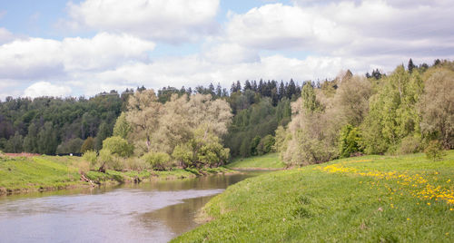 Scenic view of river amidst trees in forest against sky